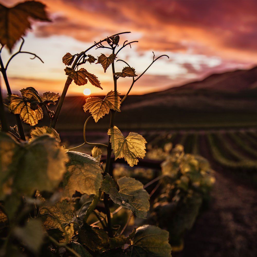 Weinreben am Weinberg